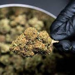 What is Delta-9-THC? A fantastic insight by Jonathan Dunkley.